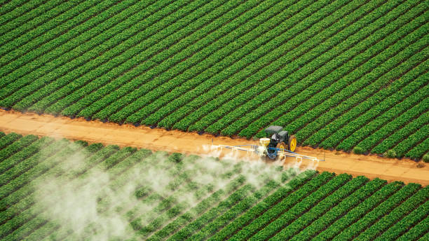 Best Ant Control Services  in Conyers, GA