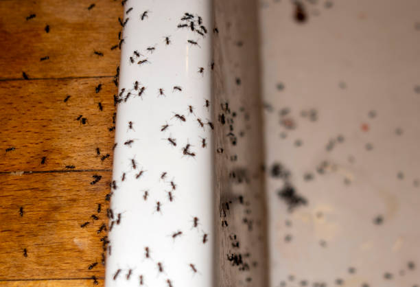 Best Pest Removal Services  in Conyers, GA