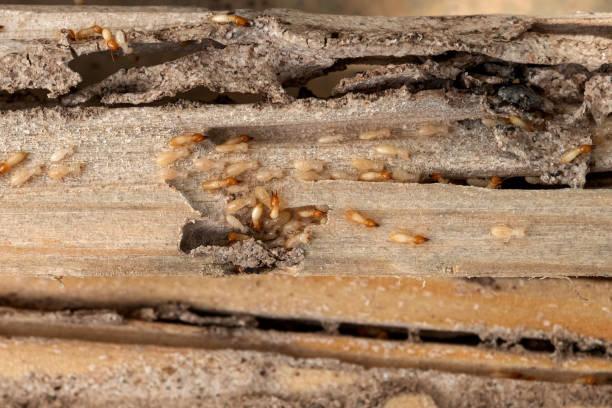 Best Wildlife Control Services  in Conyers, GA